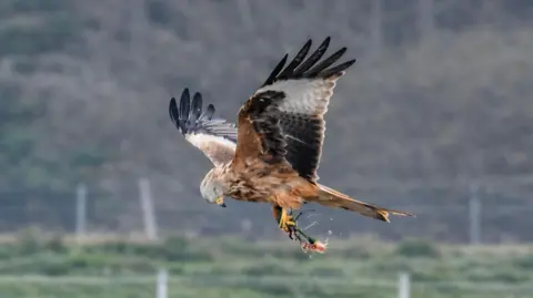 Frankie Ryan A red kite in flight with a piece of meat in its claws. It is looking down toward its claws. It has a mixture of brown, black and white feathers. 