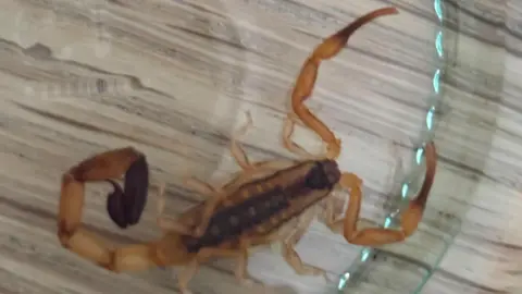 Chris Newman A scorpion in a glass container