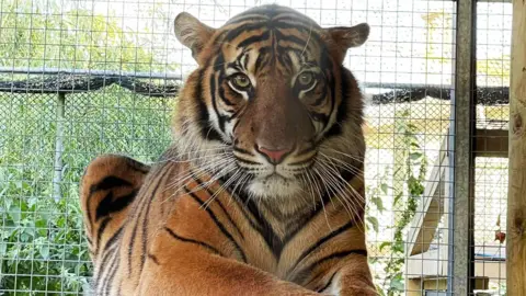 A two-year-old Sumatran tiger looking towards the camera. He is sitting in an enclosure and has yellow, brown and black striped fur. 