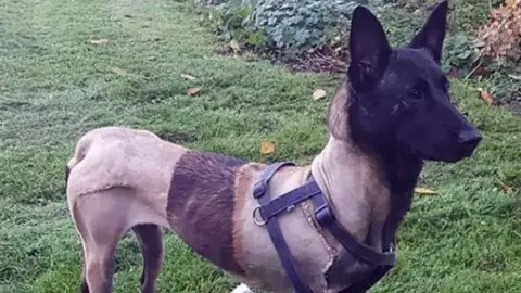 Mandy Chapman Baloo who had been shaved while her broken pelvis was treated is recovering in a garden