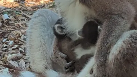 Knockhatch Adventure Park Two baby lemurs are seen clinging on to the front of their mother, with their heads buried in her fur.