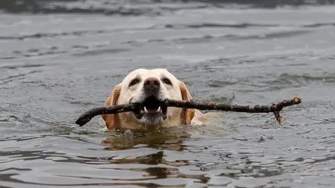 John Heald Photography A swimming Labrador with a large twig in its mouth. Just its head can be seen above the water. It has droopy ears and is looking upwards. 