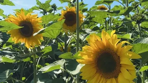 Supplied A close-up of three large sunflowers. 