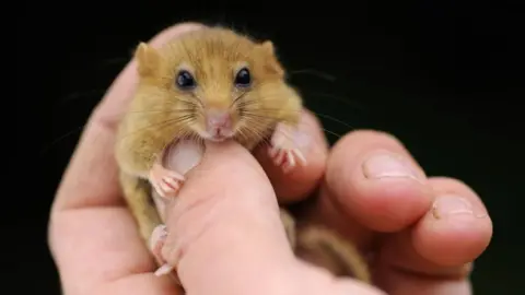 A zoomed in image shows a dormouse being held in a person's hand. Its head, which looks towards the camera, is around the same size as the person's thumb nail.