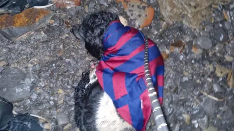 Supplied A dog on wet ground, on a lead and wrapped in a warm outer layer.