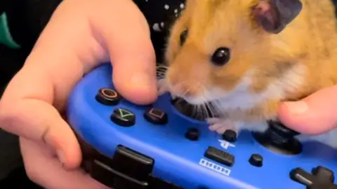 Chris Davies Popcorn sits on top of a game controller in Lily's hands.