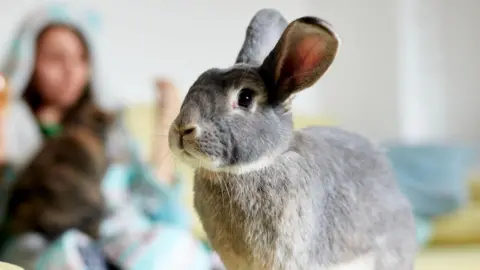 A grey rabbit stands on a table in a living room with its owner sitting down in the background