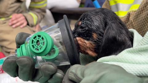 Puppy receiving oxygen via a mask held by Norfolk fire officer