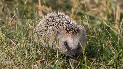 European hedgehog on green grass