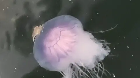 Crab on jellyfish