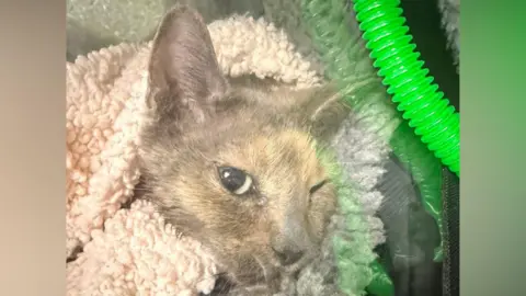 Close up of the face of a grey cat that is wrapped in a white blanket. There is a green tube in the right-hand top corner of the image