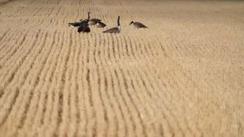 PA Canada geese standing on a wheat field.