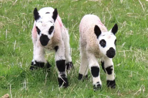 Richard Fleming Two small white lambs in a field, both have black eye patch markings and well as black markings on legs.