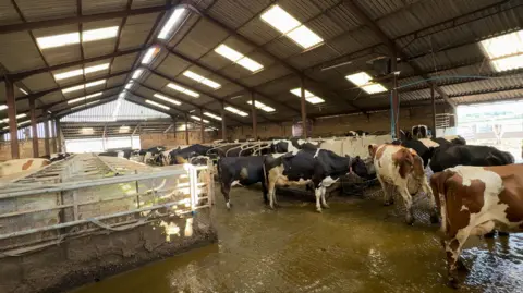 Cows in a shed.