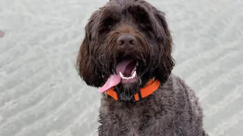 Brown dog with orange colour sat on a beach looking straight at the camera.