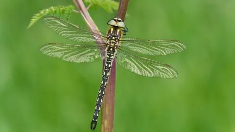 Bob Eade a close-up of a hairy dragonfly