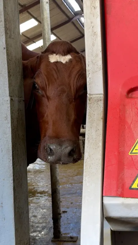 A cow peers through a gap in farming machinery