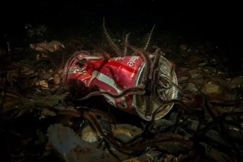 Ross McLaren Drinks can and sea life