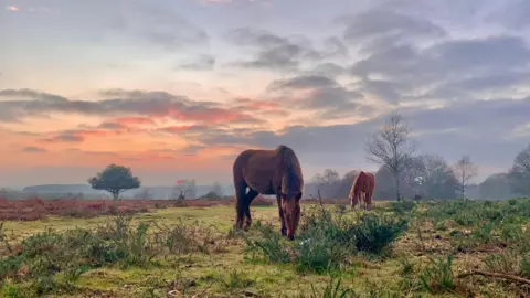 Two ponies are grazing on the New Forest at sunrise. The sky is glowing orange behind. There are several bare trees and tufts of grass and gorse.