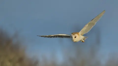 Wildlife Trust BCN A barn owl captured in flight against a softly blurred natural background. Its distinctive heart-shaped white face is clearly visible, framed by pale golden-brown feathers on the head and upper body.
