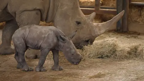 Two rhinos stand close together in their enclosure, one is an adult and the other is a calf