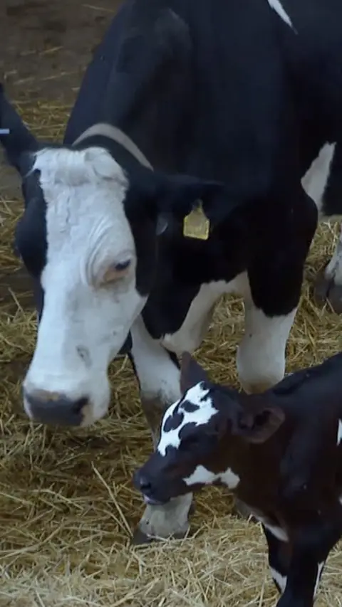 Two cows