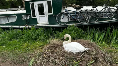 Bath Swan Rescue A swan sitting on its nest in front of a barge with bicycles on it. The swan's nest on the grass.