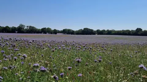 BBC Weather Watcher Allison North Leigh, Oxfordshire
