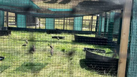 Ellen Knight/BBC Seven curlews pictured inside one of their pens. They have large black troughs of water, and black curved structures providing them with shade. The pens are built out of chicken wire, wooden posts, and green material. The sky is clear and blue and there is strong sunshine. 