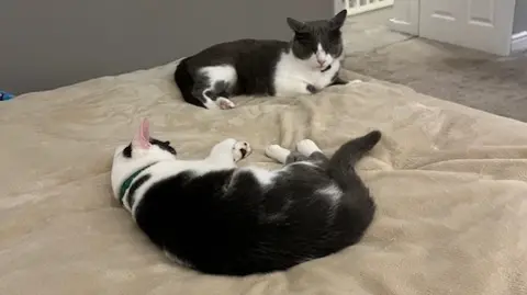 RSPCA The two black and white cats are lying on a bed in a house. The blanket is beige in colour with  a grey carpet nearby.