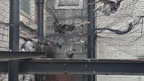 Kevin Newell Remains of pigeons in varying states of decay in netting at the Mercure Hotel in Nottingham