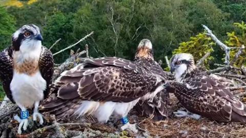 A webcam image of the ospreys in their nest, with scenic fields and trees in the background. On the left in the foreground is the osprey is that is about to take flight.