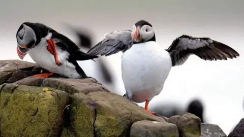 PA Media Two puffins stand on rocky cliffs; one preens its feathers while the other spreads its wings as if preparing to take off.