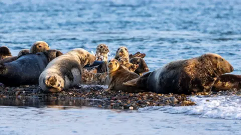 GARY WEIGHTMAN A group of seals on a landbank of sand and stones surrounded by the sea. Several smaller seals in the group are looking in the direction of the camera.