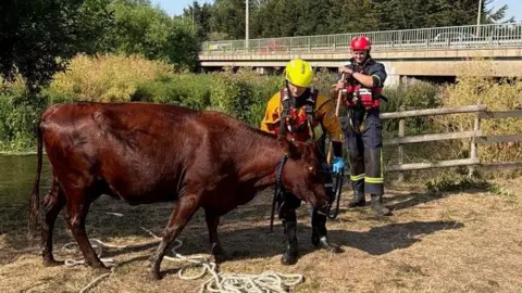 Bedfordshire Fire and Rescue Service A large brown cow is standing on dry grass beside a waterway. The cow has been brought out of the water and is now on level ground near a wooden fence.
