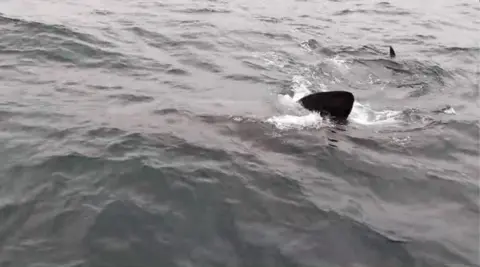 A shark's fin protruding from the water