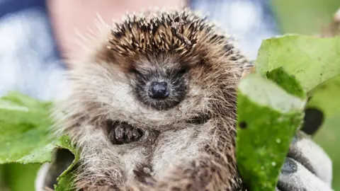 A hedgehog rolled up with a leaf behind them being held by a person wearing white gloves.