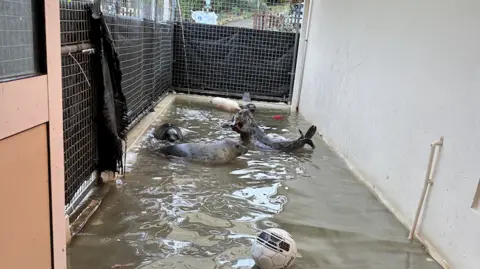 GSPCA Two seals resting on a wet concrete floor inside a narrow outdoor enclosure, with a toy ball near the centre.
