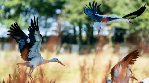 Three storks fly above a field in the sunshine. 