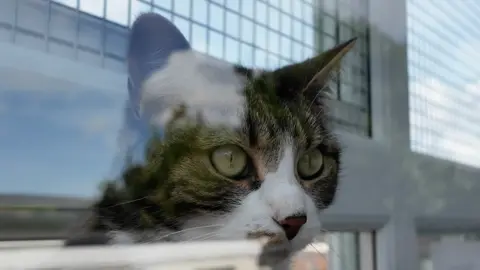 A tabby and white cat scene close-up through a window