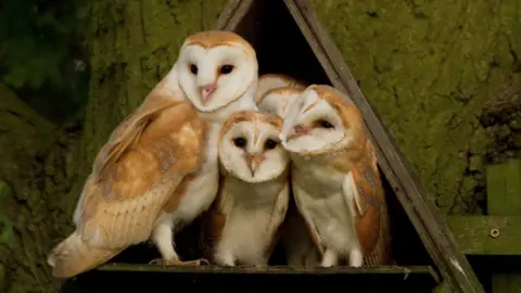 Barn owl standing on the ledge of a triangular nest box with two fledged chicks and the heads of two others visible behind them. 