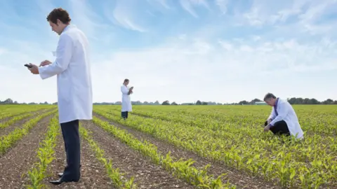 A field of crops in green rows. There are three farmers with white coats and tablets studying the plants. The sky overhead is blue.