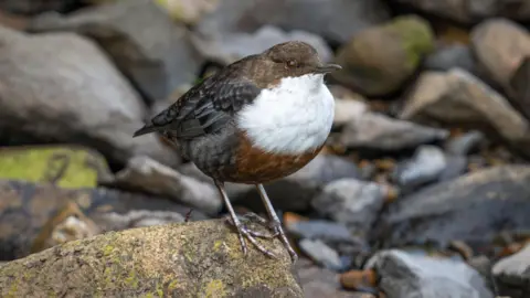 Graeme Carroll A small bird with a white chest, brown head and black wings sits on a stone