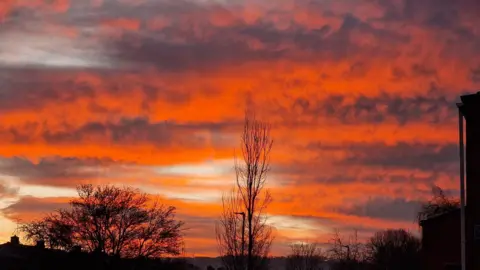 Tash Krotiuk A red sky with trees in the foreground.