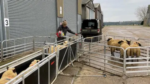 Gawdy Hall Estate Hannah Murrell is tending to groups of sheep which are in pens and fences. She is wearing a coat and red gloves. 