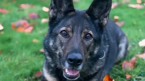 A large german shepherd lies on the grass.