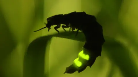 Tim Sexton a glow worm on a piece of grass with it's bottom half a bright, glow-in-the-dark green
