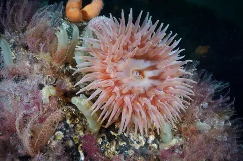 Graeme Bruce Horseman anemone, feather stars and yellow-ringed sea squirts pictured underwater in Loch Carron