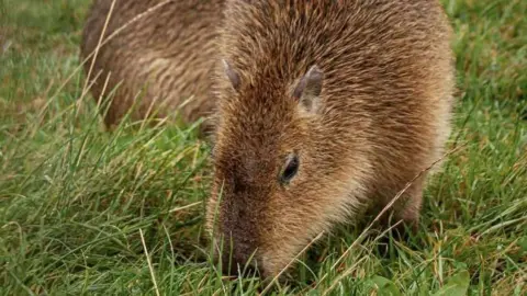 The animals are stocky and have short brown hairs all over its body. The capybara nearest the camera has short ears and large dark brown eyes. It has its head down while eating grass.