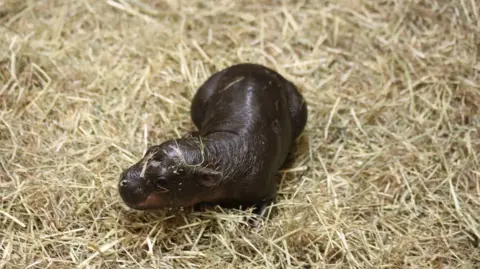 Edinburgh Zoo Endangered pygmy hippo Haggis walking around straw while in her enclosure at Edinburgh Zoo